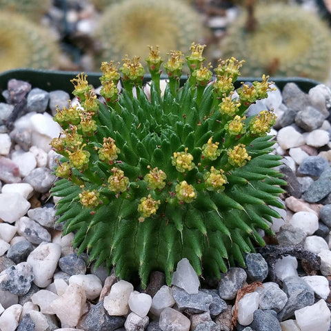 Perlite 4 Quarts porosity soil amendment for cactus and succulents – Planet  Desert