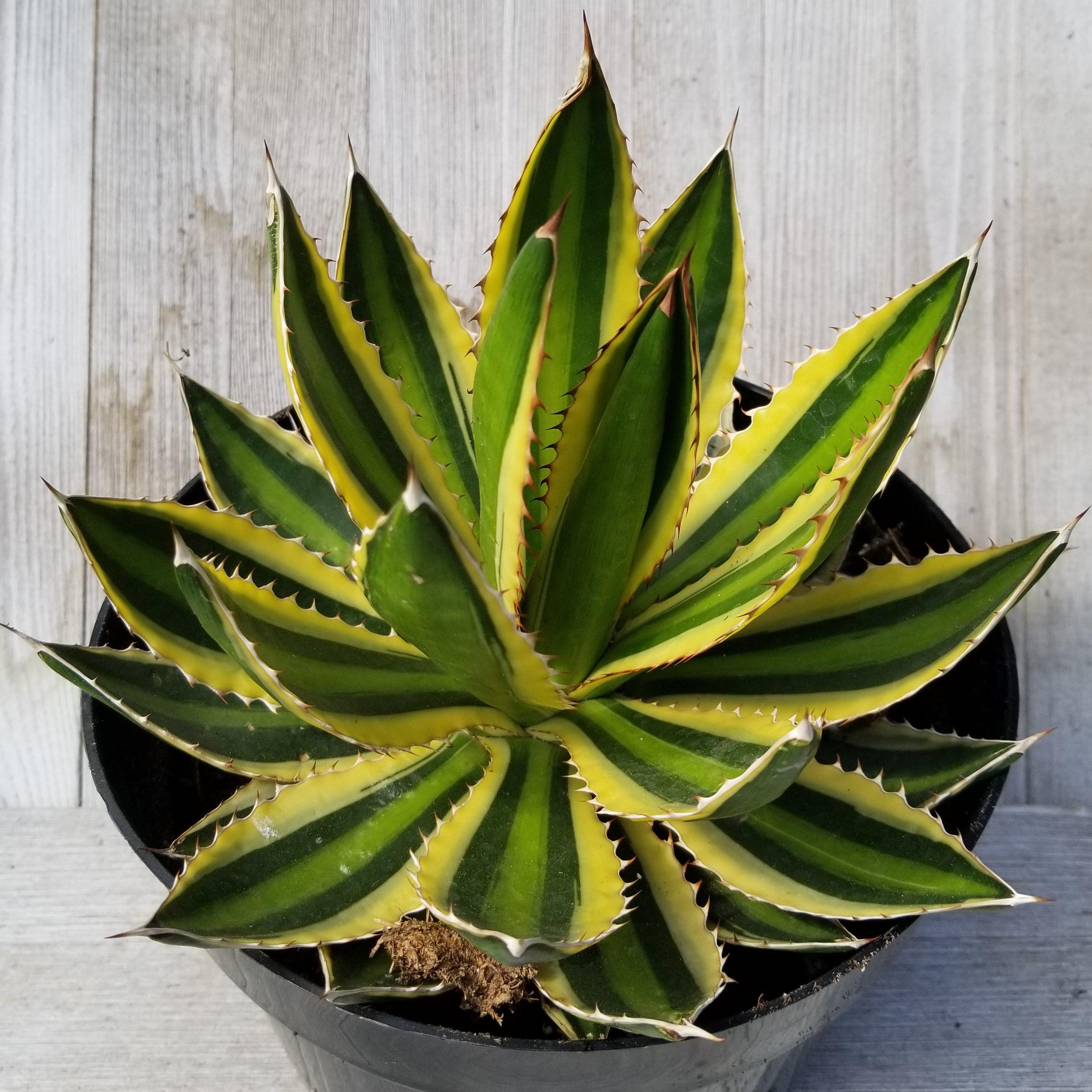 Agave Lophanta Quadricolor Large | Planet Desert