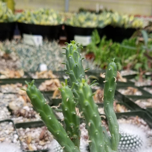Euphorbia Caput Medusae | Planet Desert