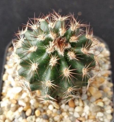 Unique and Rare Live Cactus  Plants  for Sale  Cacti  