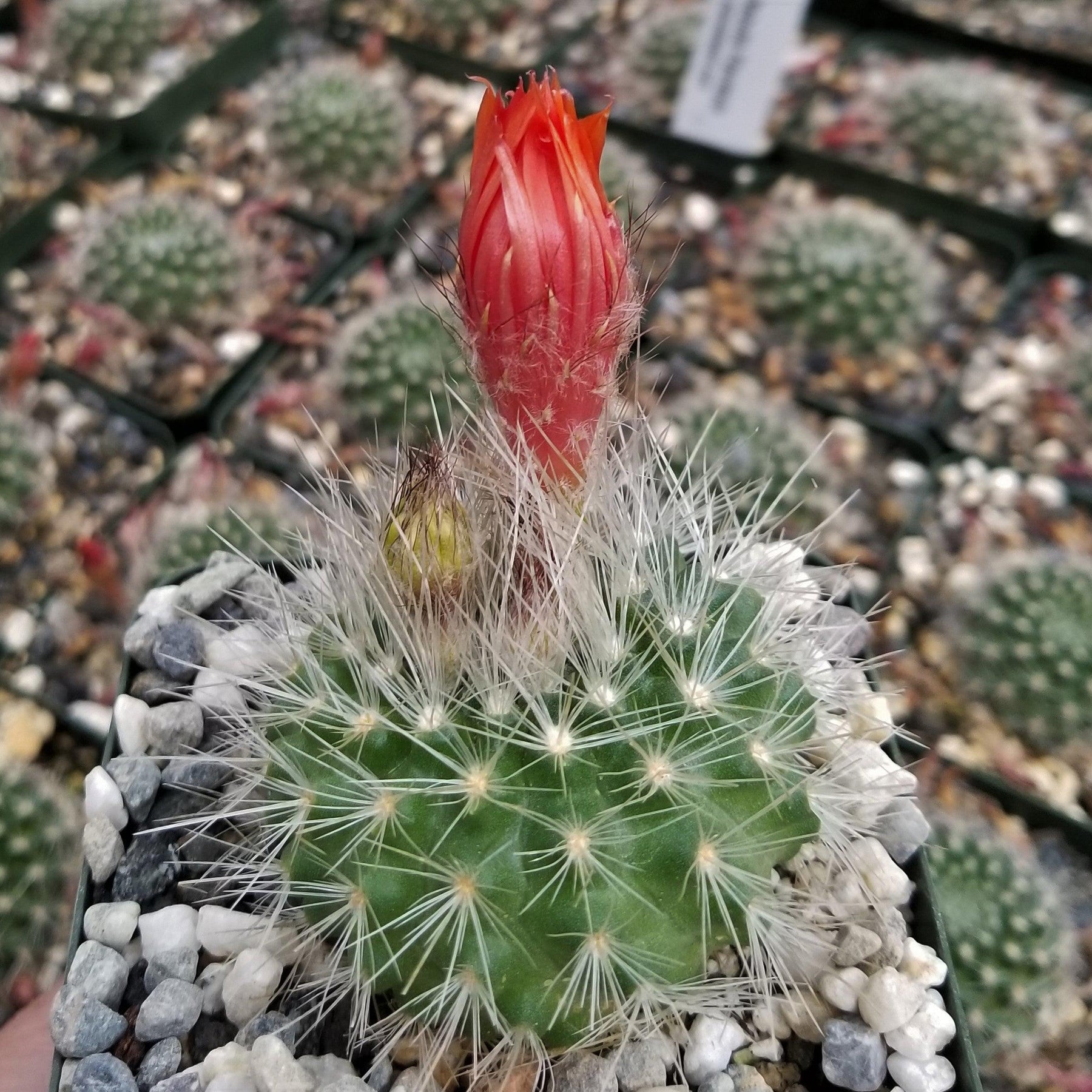 Parodia Penicillata Planet Desert