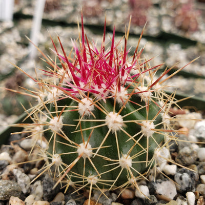 Ferocactus flavovirens