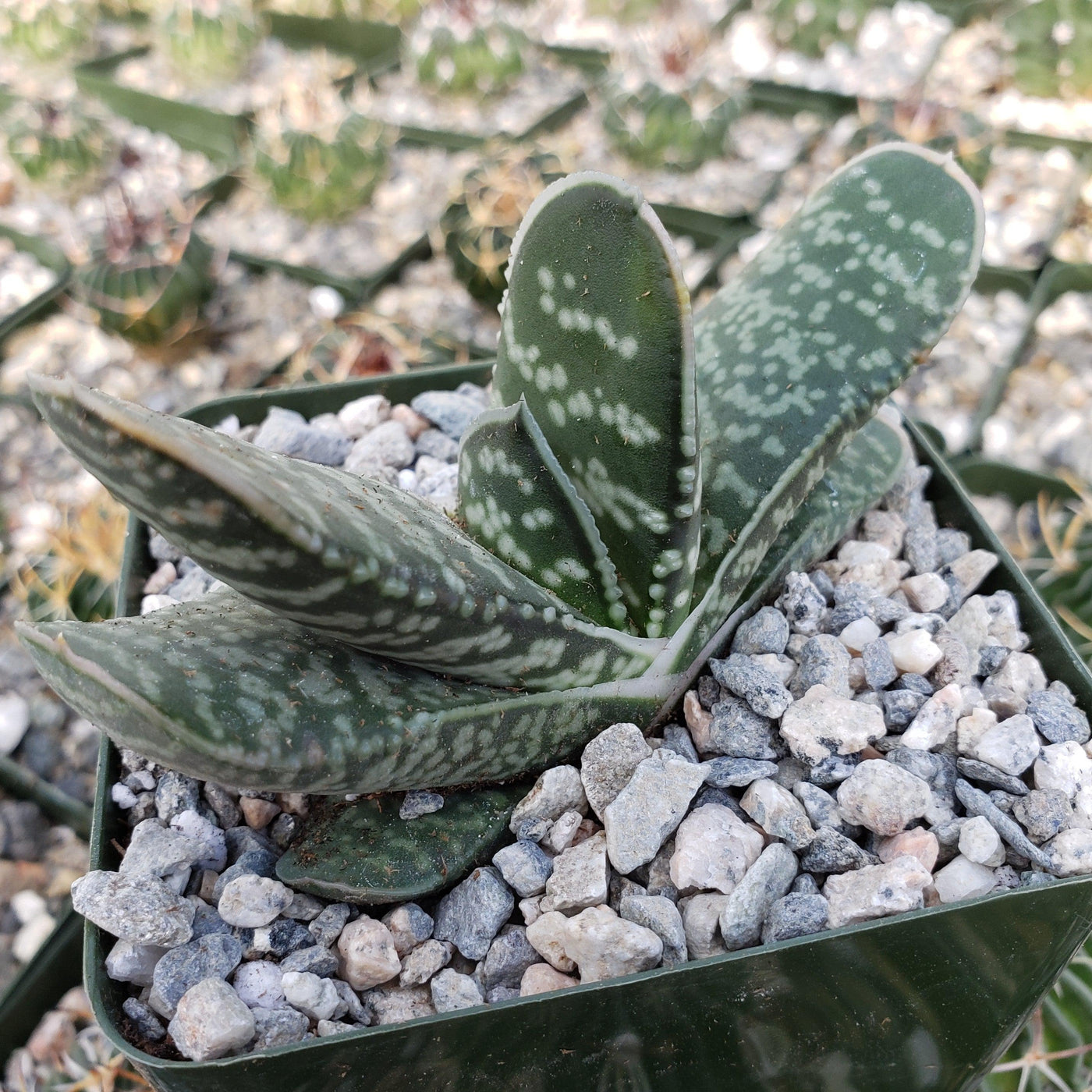 Image of Gasteria liliputana summer dormant succulent