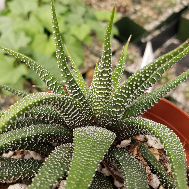 haworthia concolor