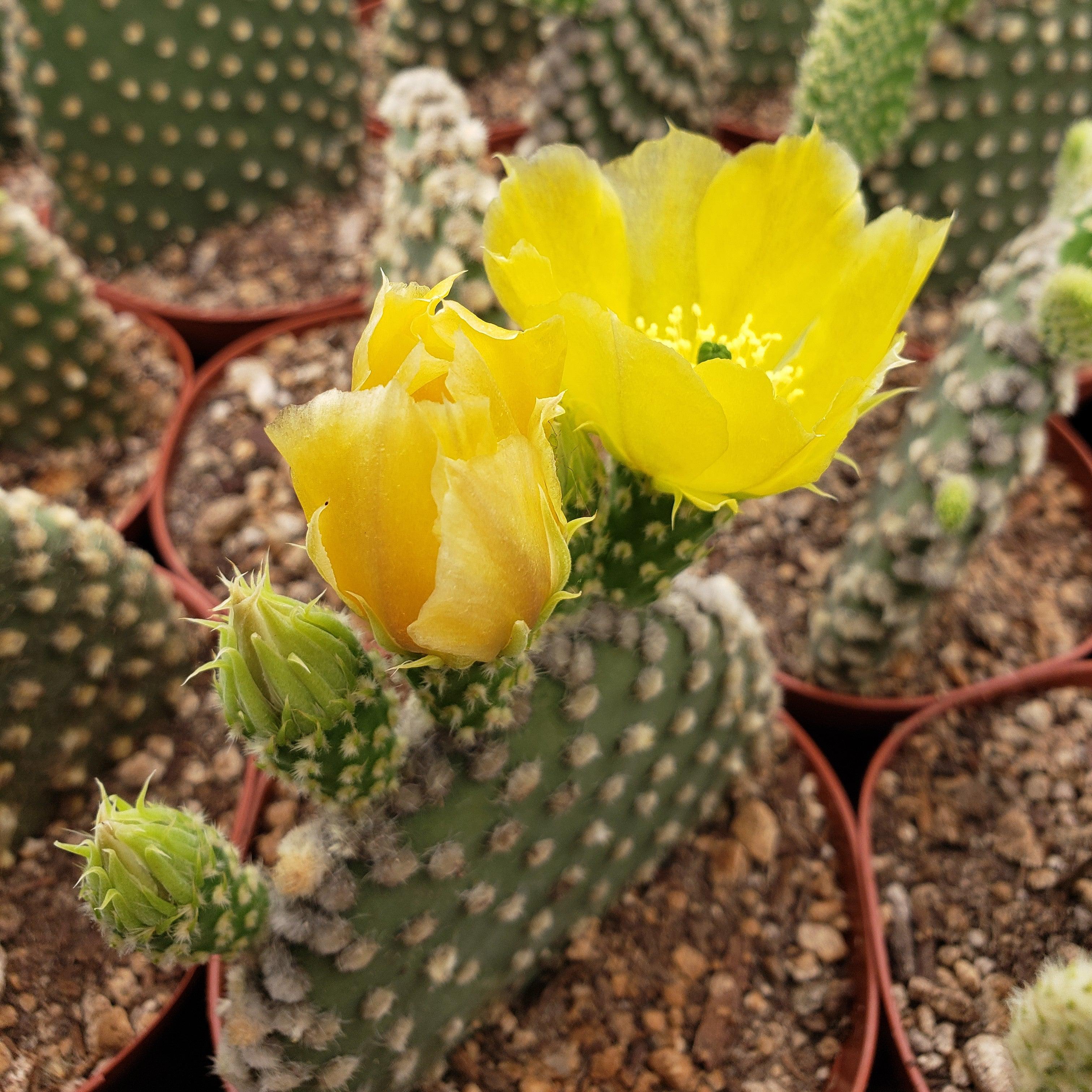 opuntia