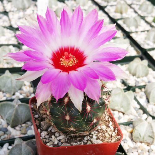 Thelocactus bicolor ssp. schwarzii – Planet Desert