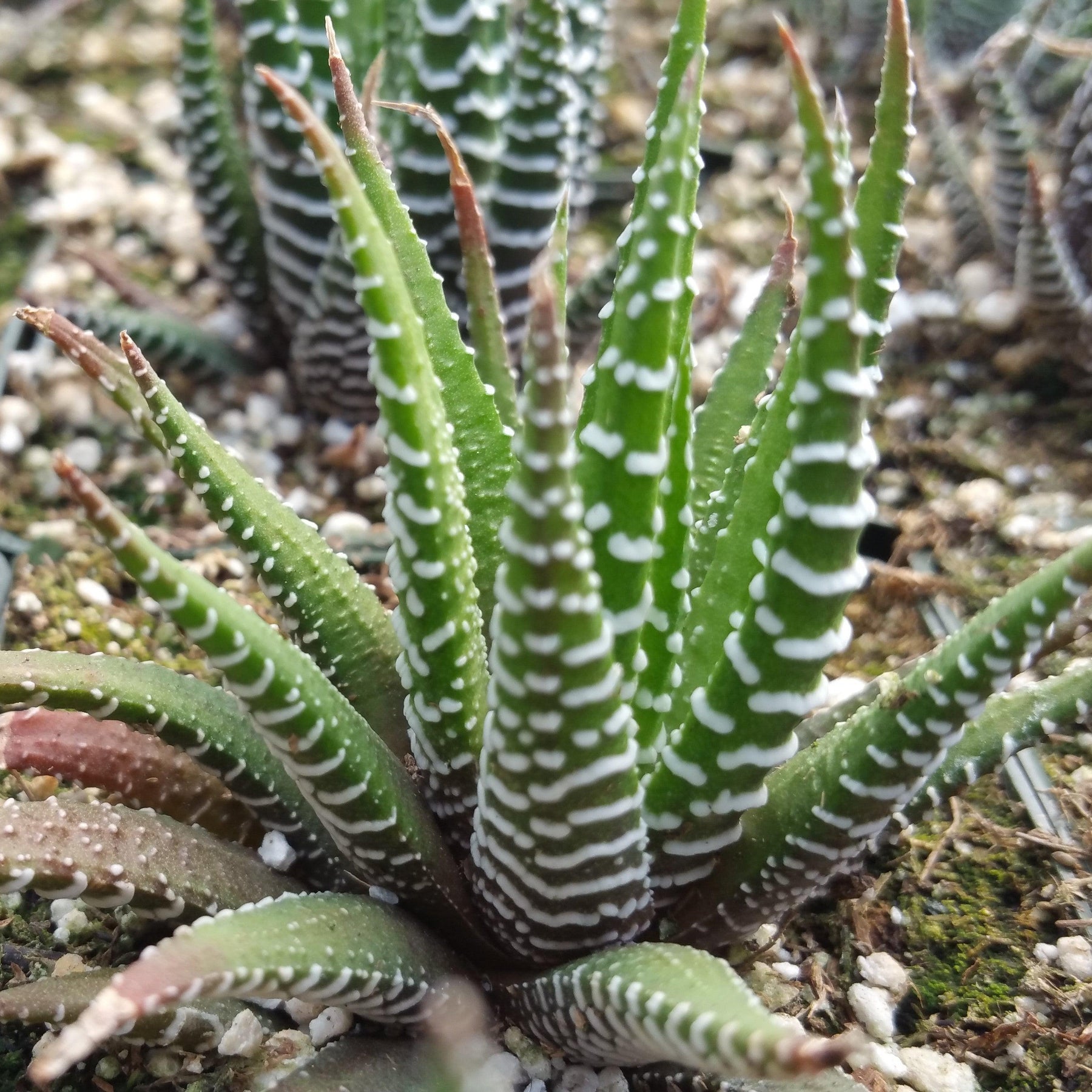 zebra plant flower