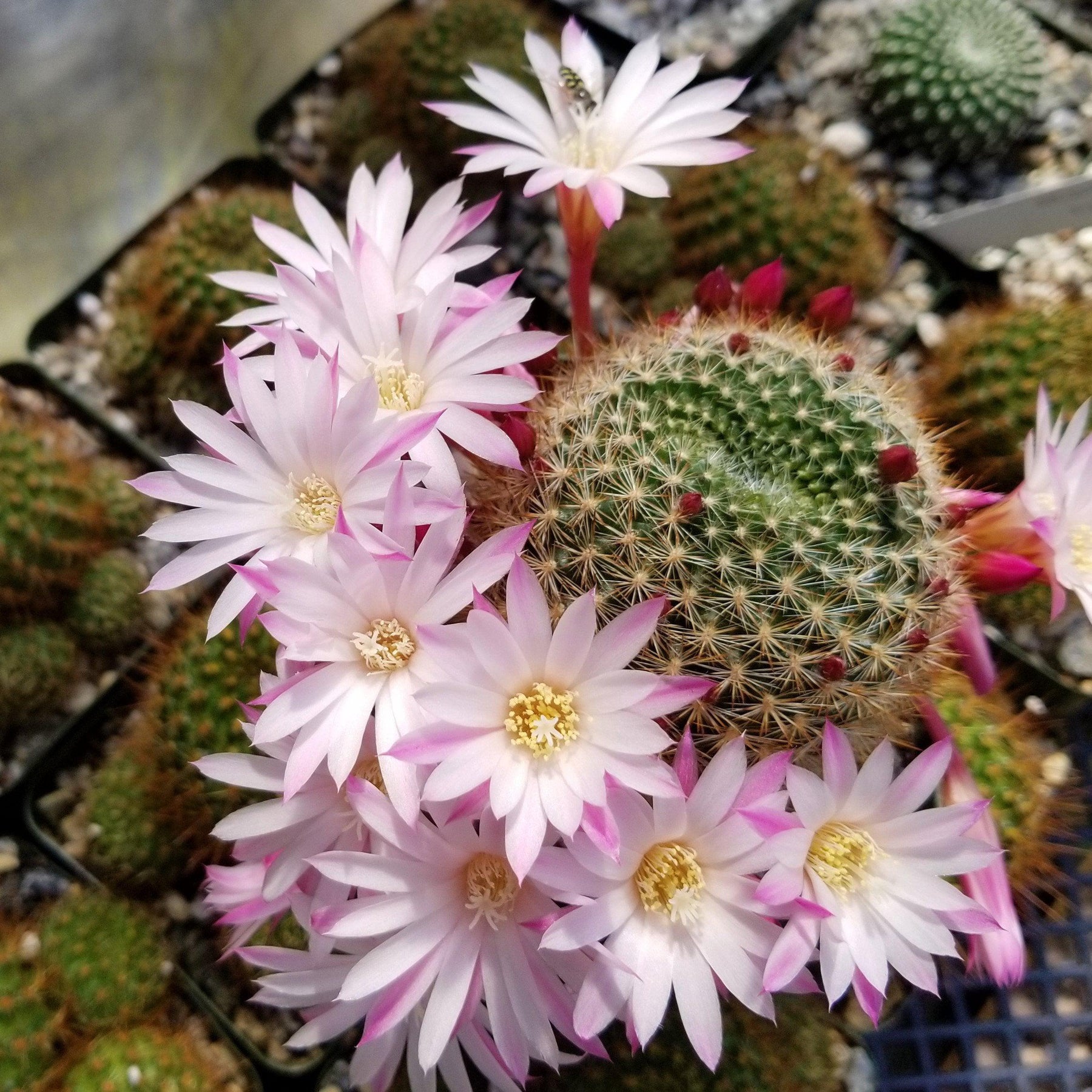 Rebutia narvaecensis – Planet Desert