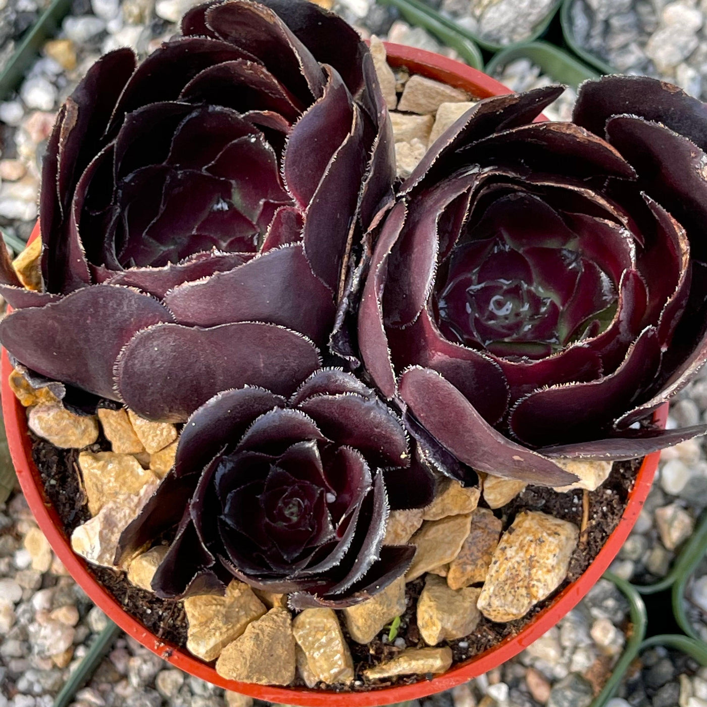 Aeonium Arboreum | Evergreen Succulent | Planet Desert