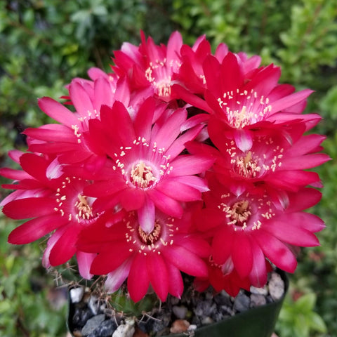 Unique and Rare Live Cactus Plants for Sale | Cacti ...