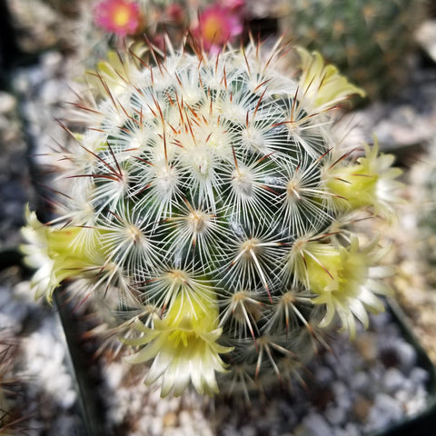 Unique and Rare Live Cactus  Plants  for Sale  Cacti  