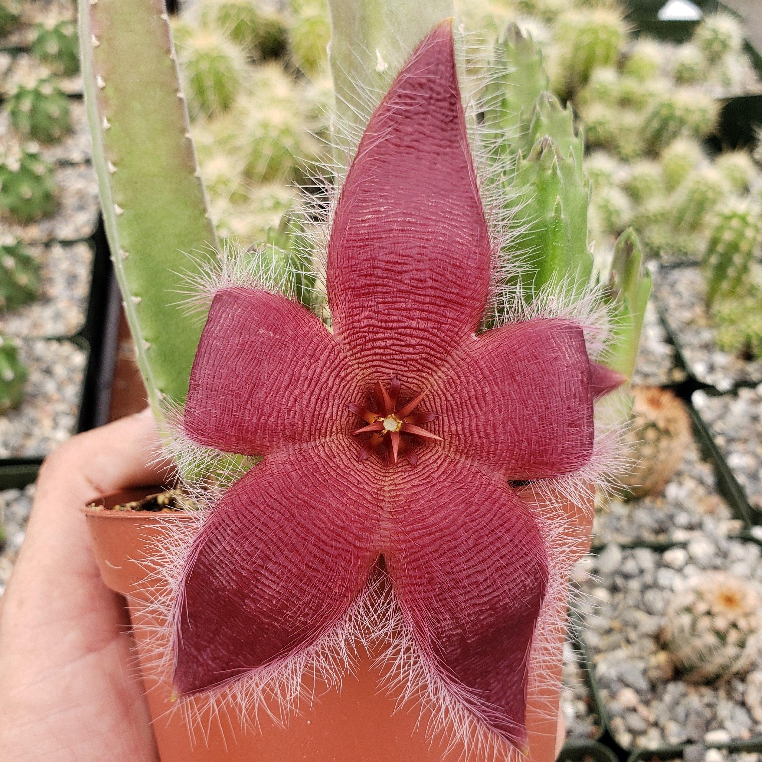 stapelia