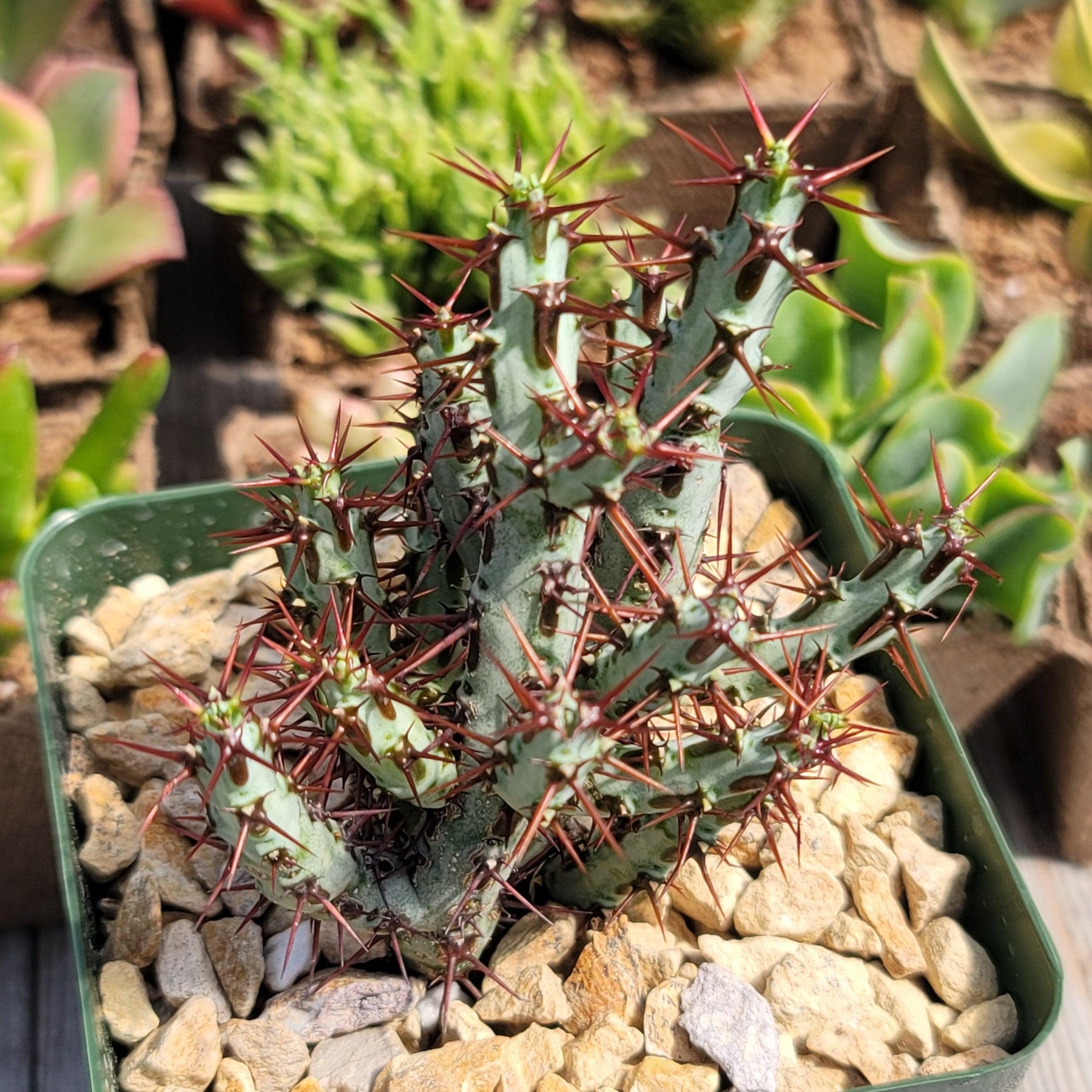 Euphorbia Aeruginosa – Planet Desert