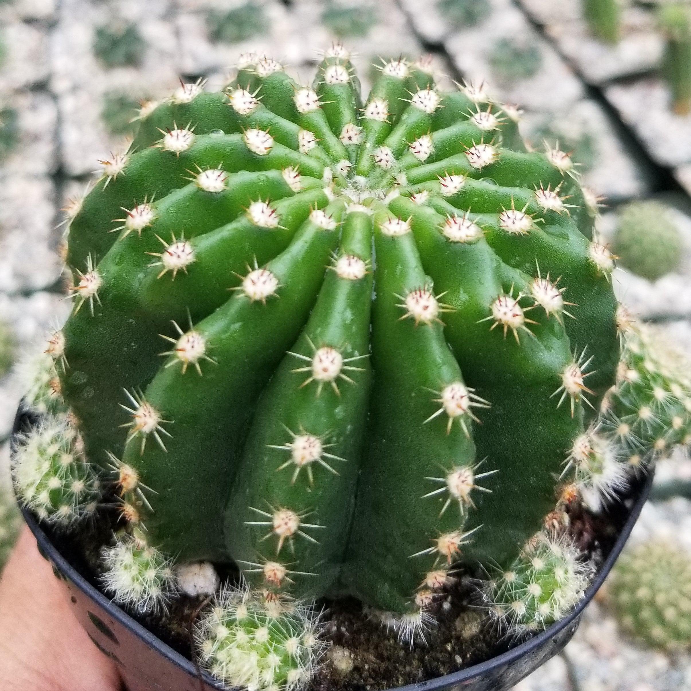 Echinobivia Hybrid Rainbow Bursts | Planet Desert