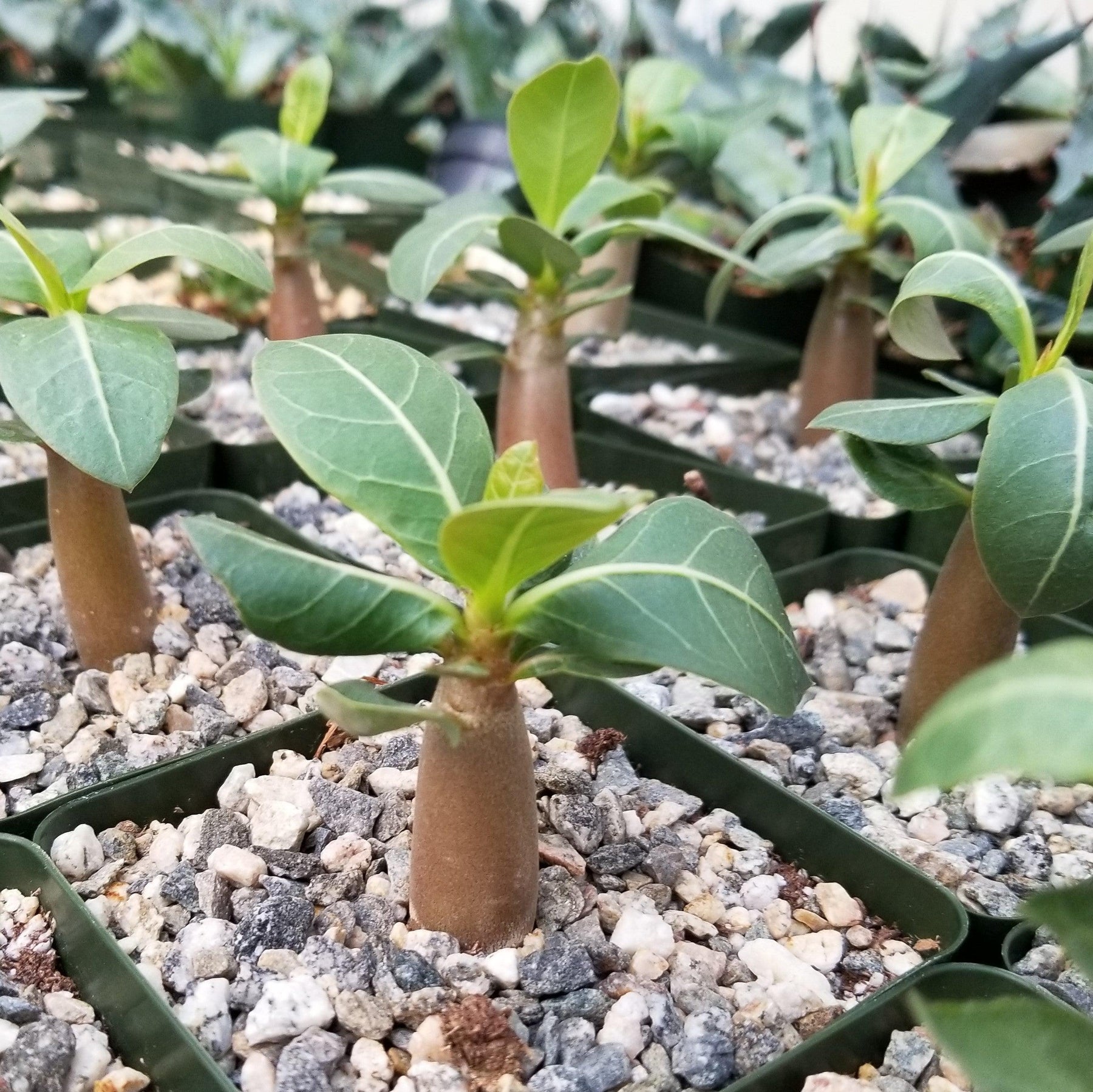 Adenium Obesum Shada or Desert Rose Plants for Sale | Planet Desert