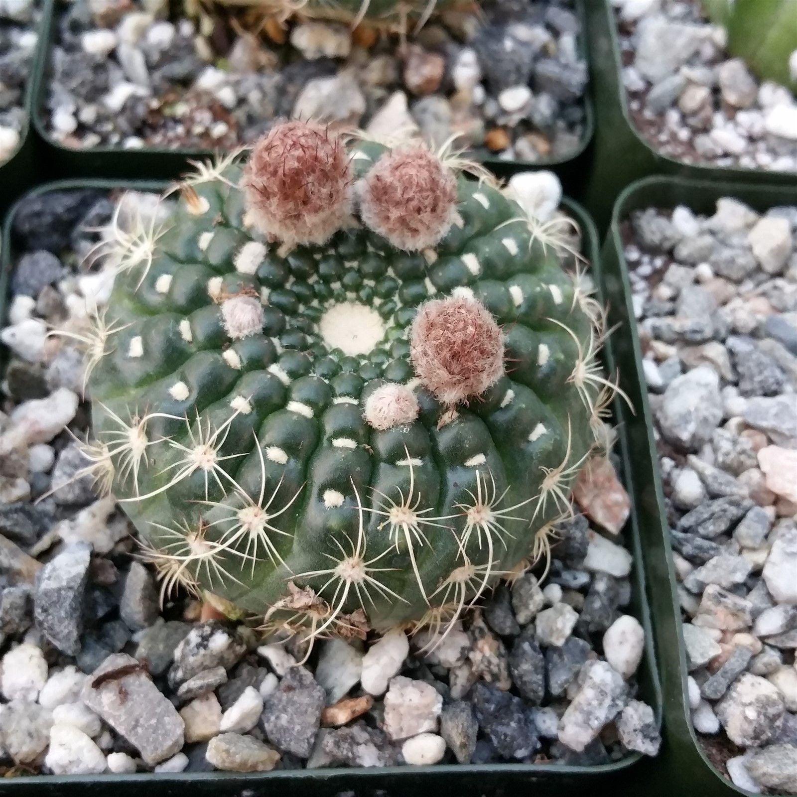 Notocactus concinnus | Planet Desert