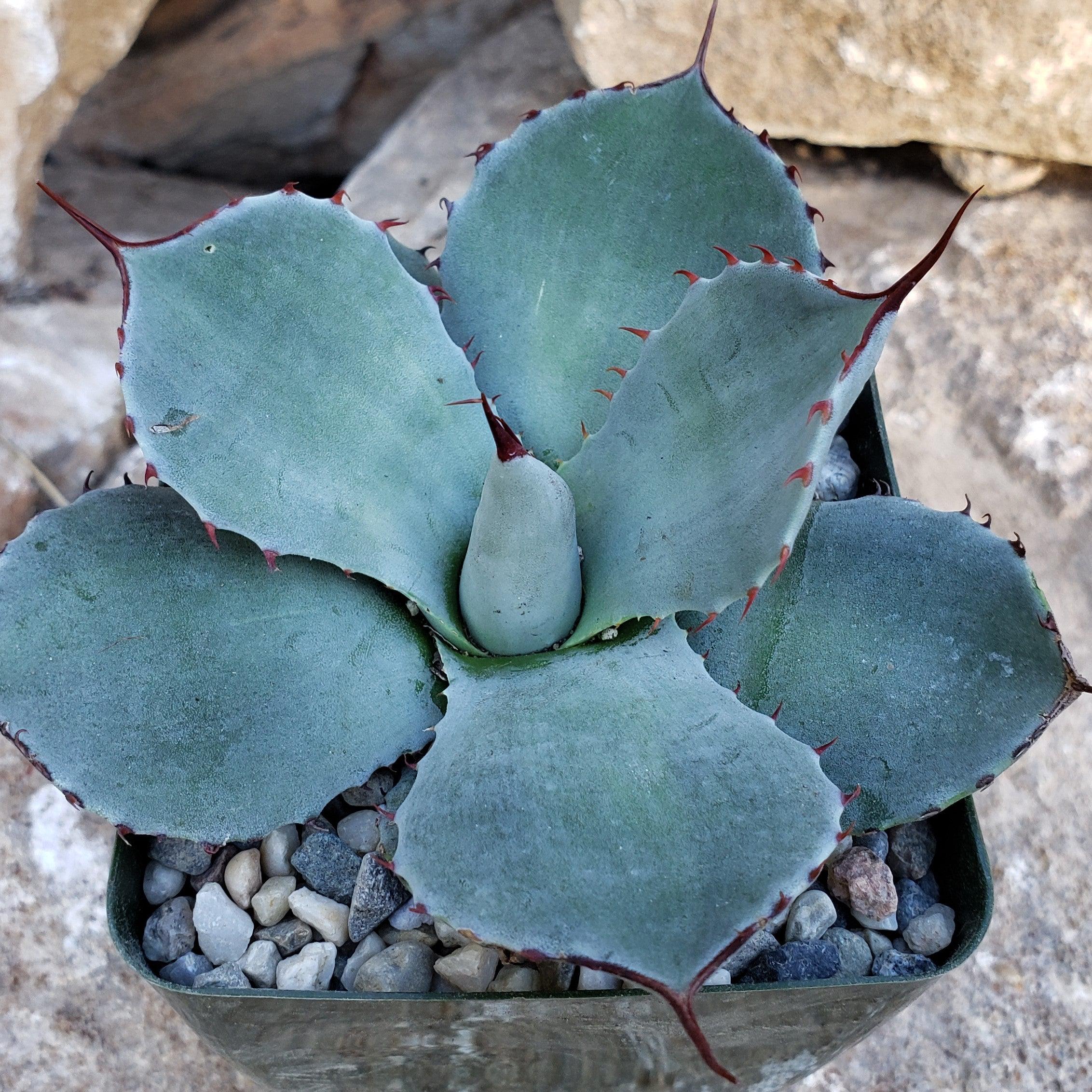 Agave parryi ssp. truncata 33+markatdoo.si