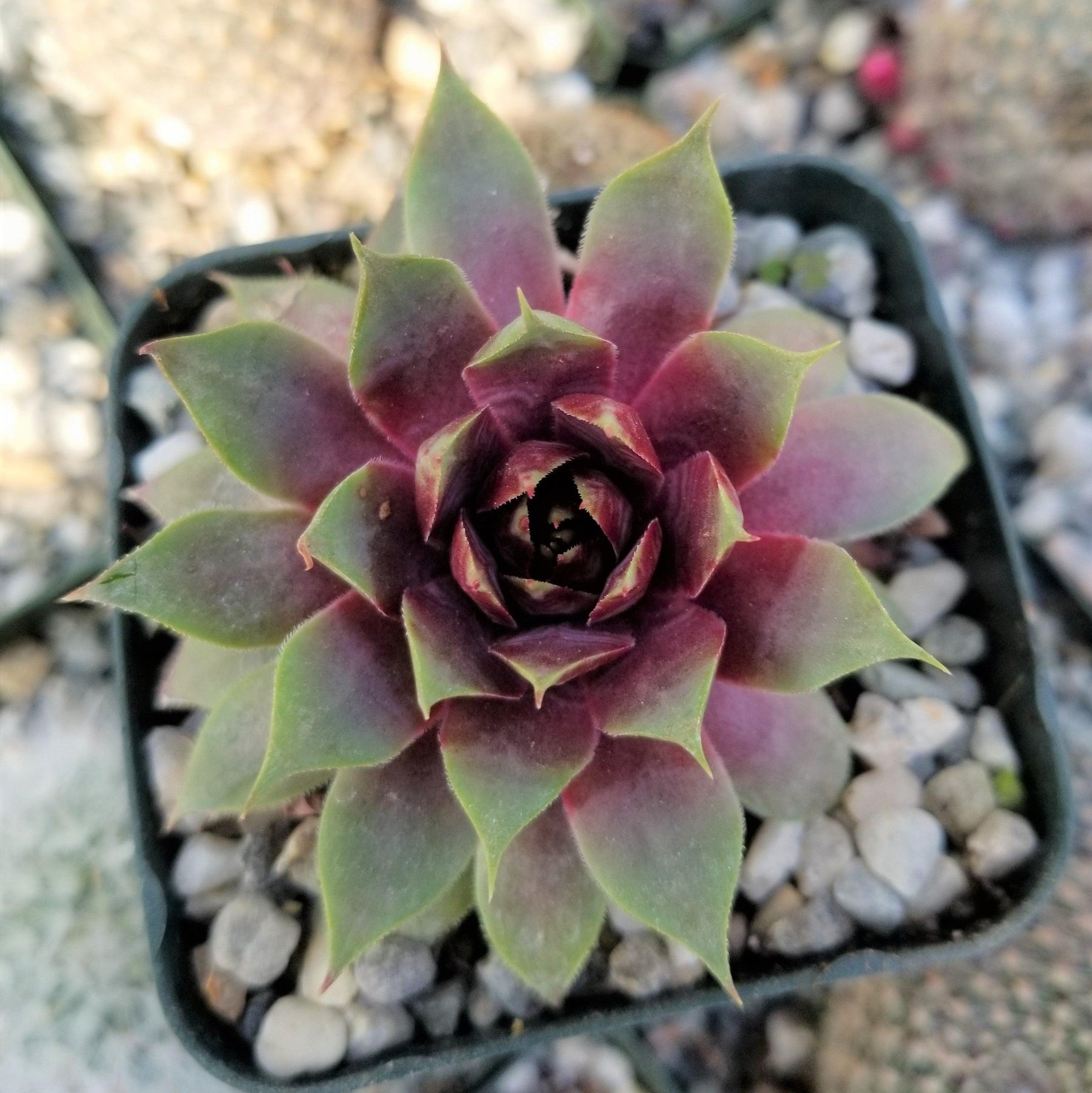 Buy Sempervivum Ruby Heart Succulent Plant | Planet Desert