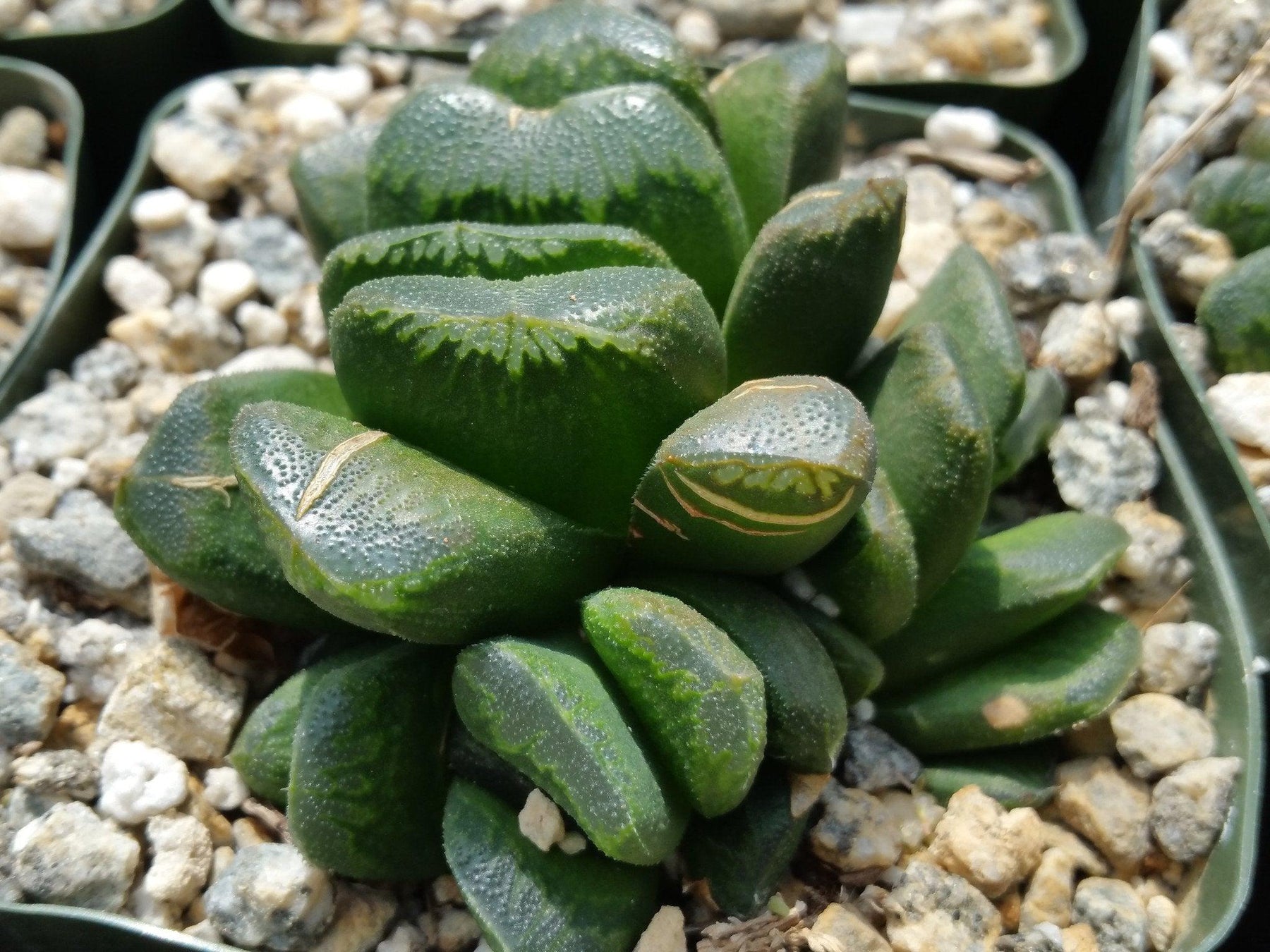 Haworthia Truncata V Maughanii Planet Desert