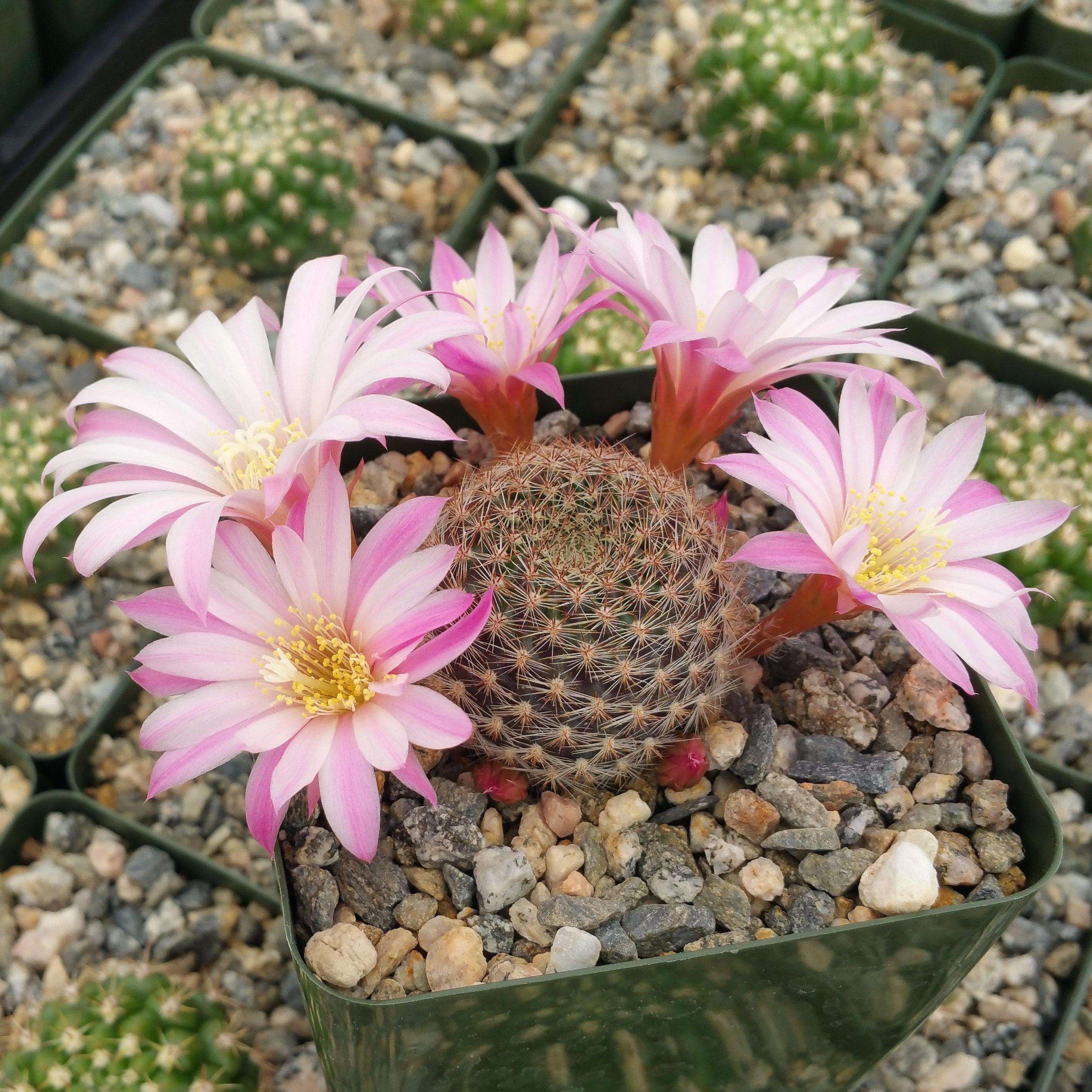 Rebutia narvaecensis | Planet Desert