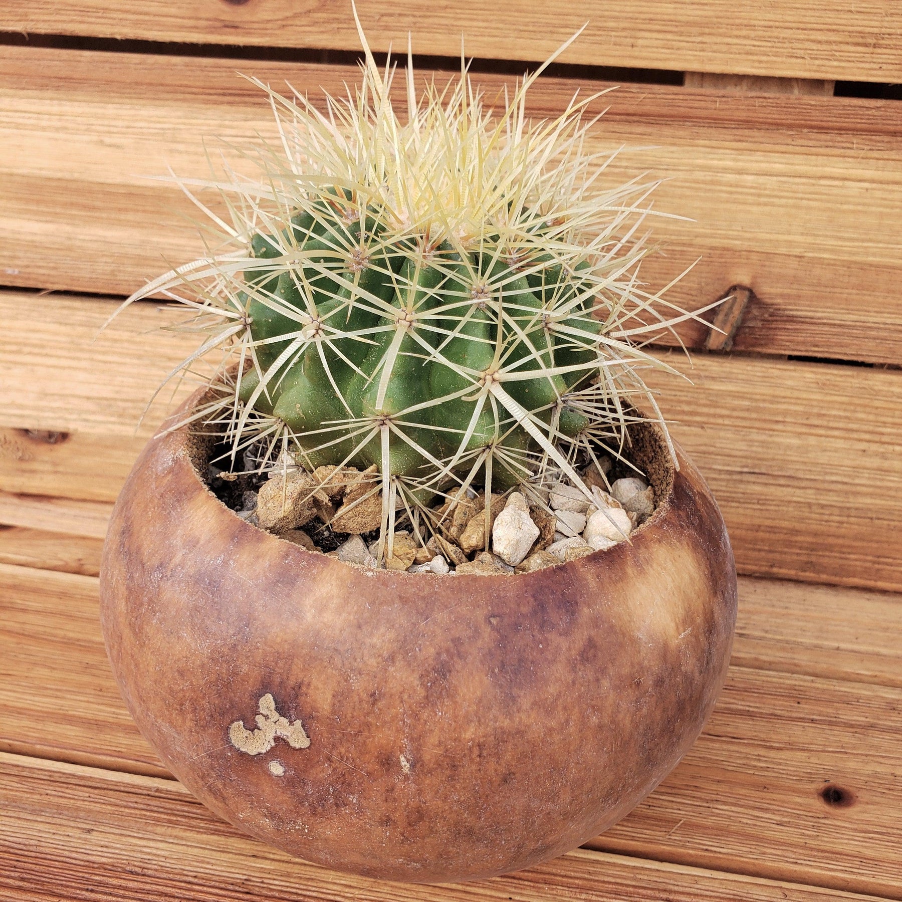 6 inch DIY Cactus Gourd Centerpiece arrangement – Planet Desert