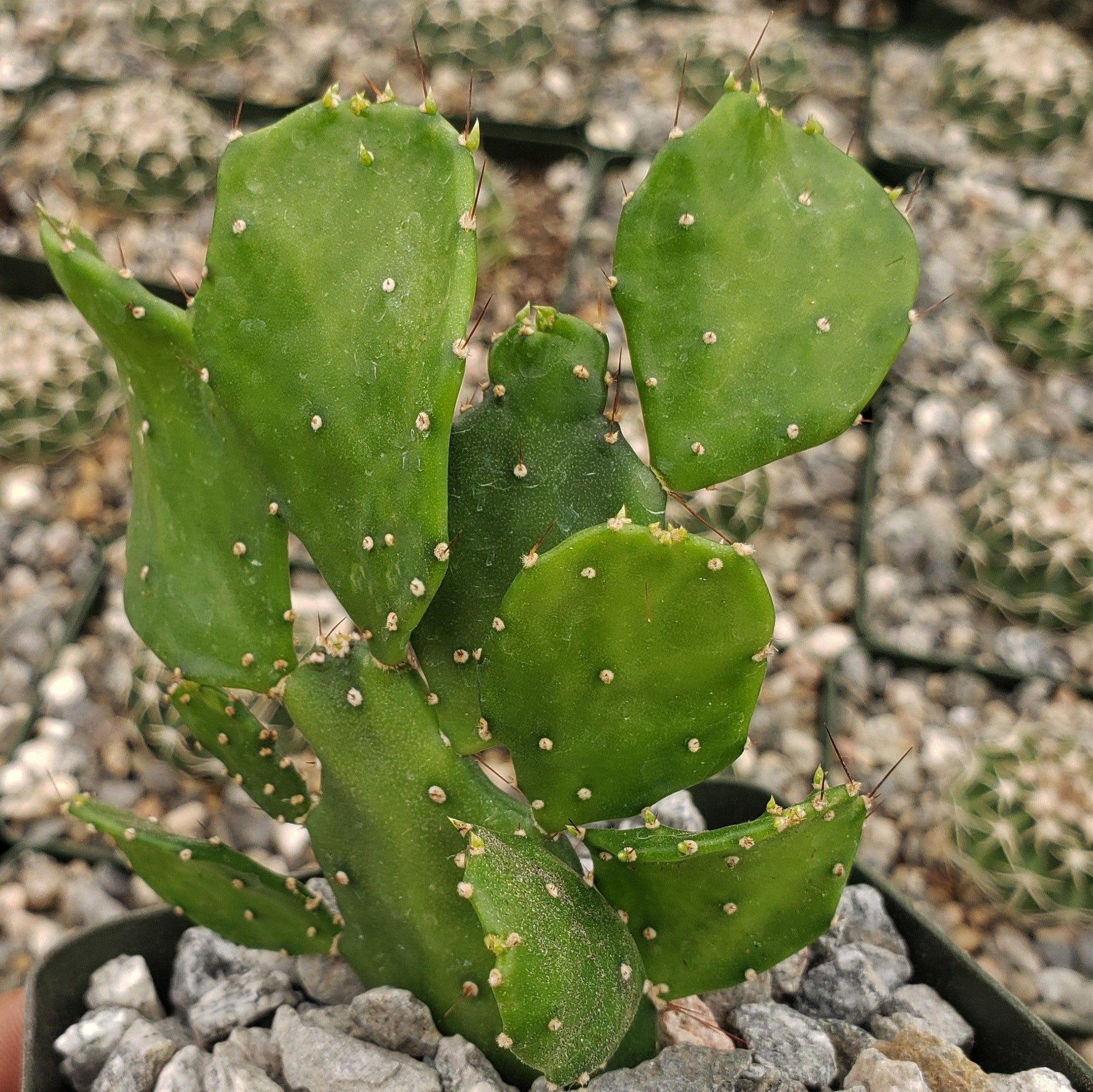 brasiliopuntia