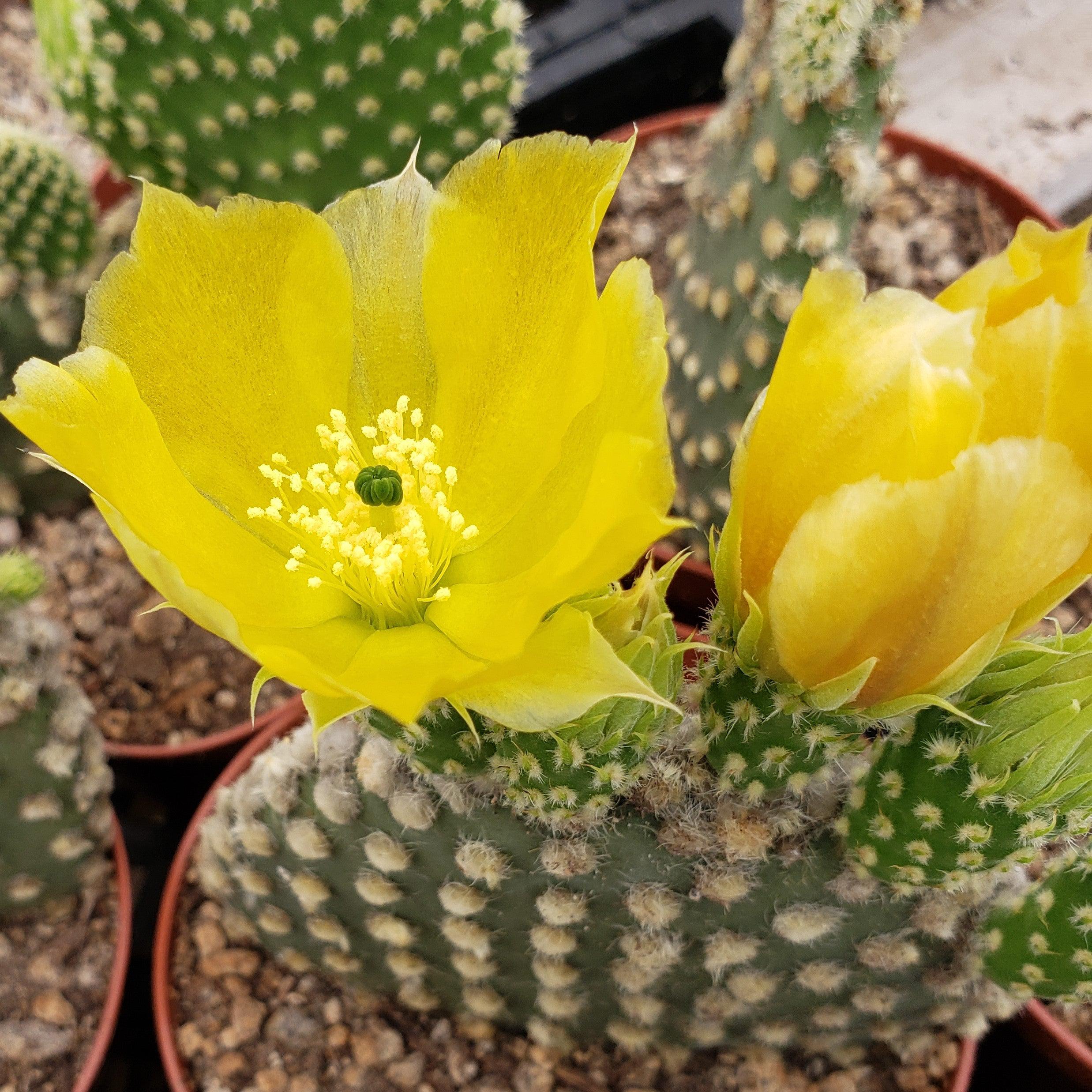 bunny ear cactus