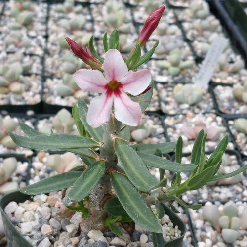 Adenia Venenata Planet Desert