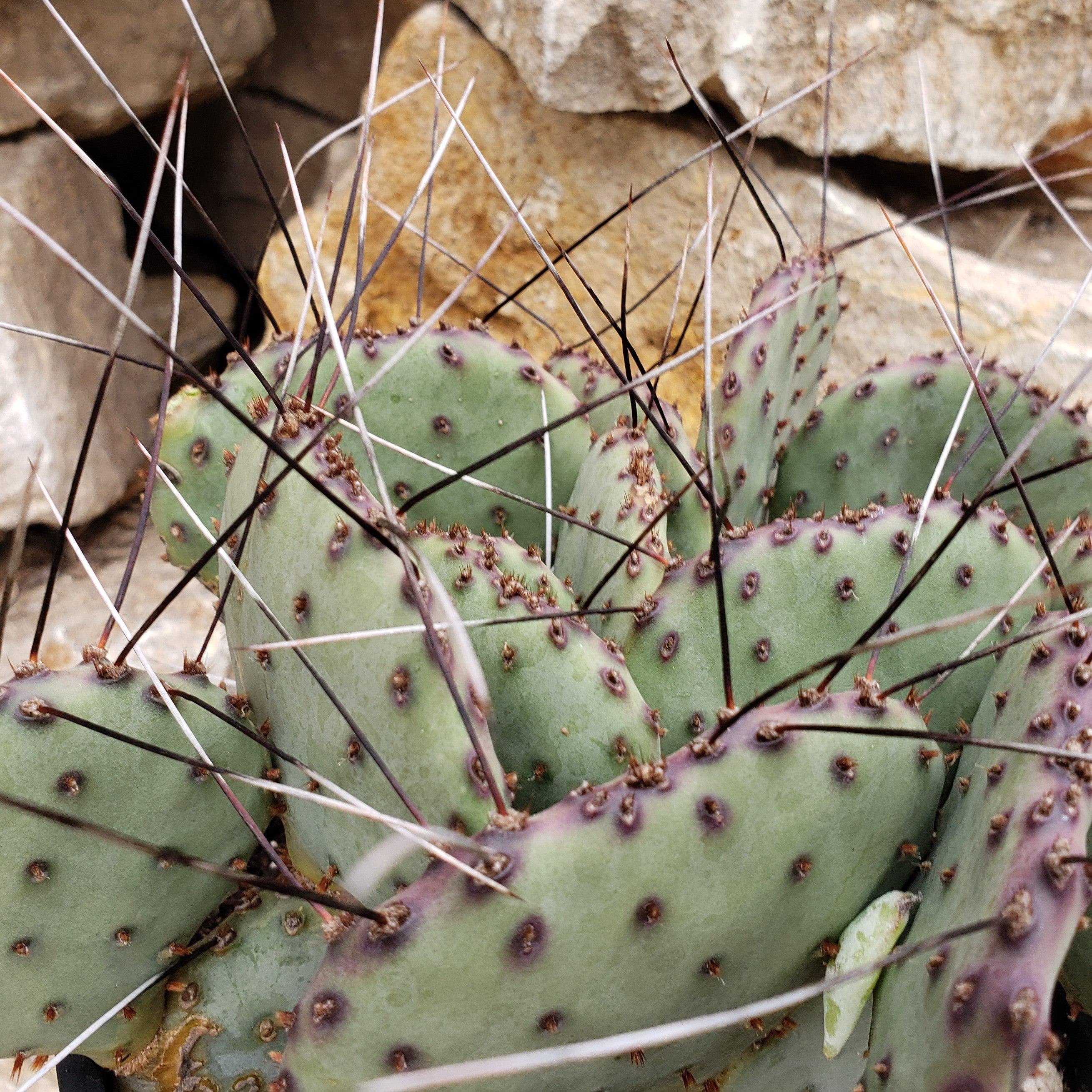 tchia opuntia