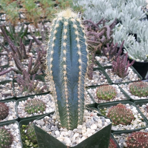 80 Stück kaktus pflanze deko cactus kakteen samen fleischfressende pflanzen  Sukkulenten succulent plants zimmerpflanzen kräutergarten bonsai danke  geschenk geschenke deko pflanzen : : Garten
