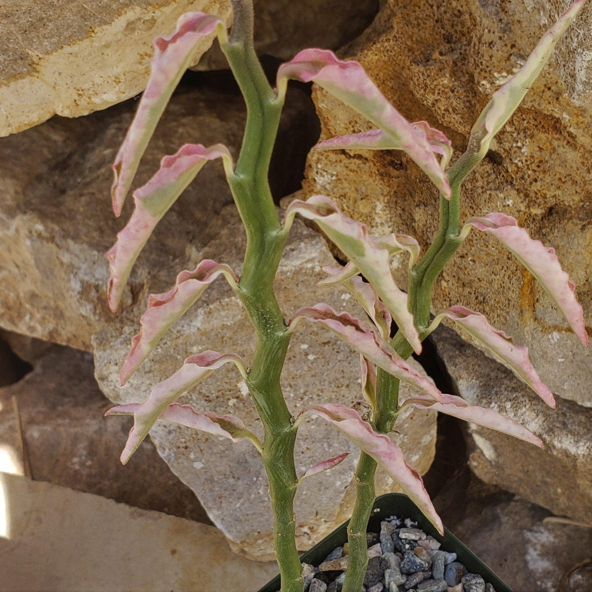 pedilanthus tithymaloides care