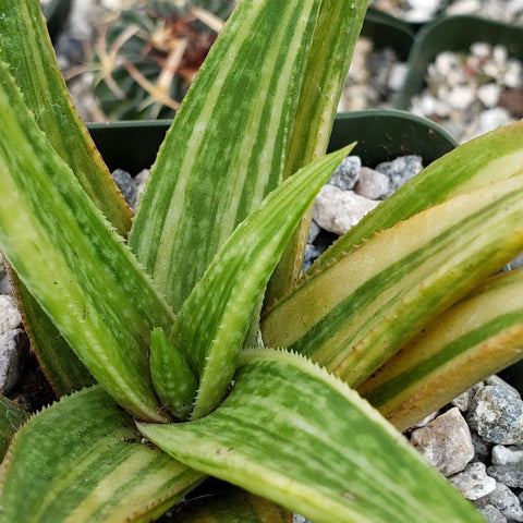 Gasteraloe – Planet Desert