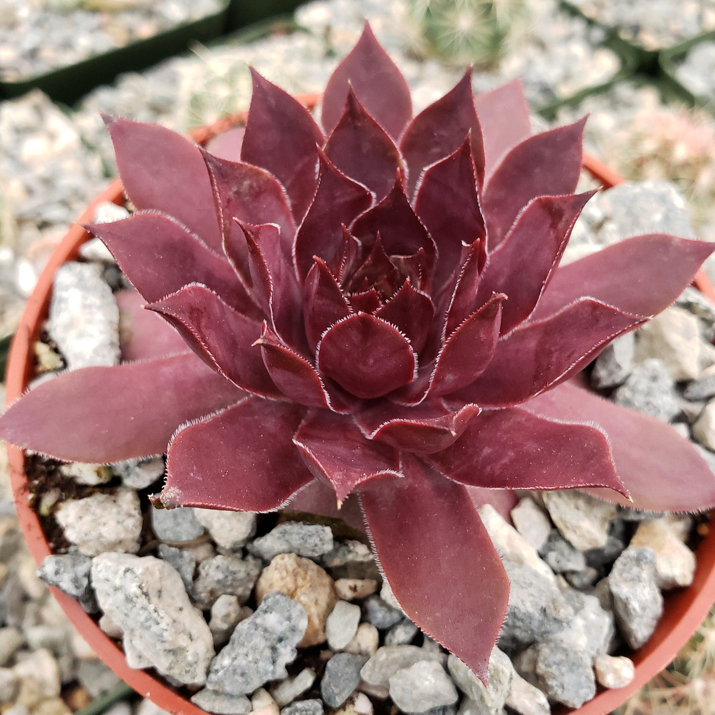 Sempervivum Rojo Red Hens and Chicks | Planet Desert