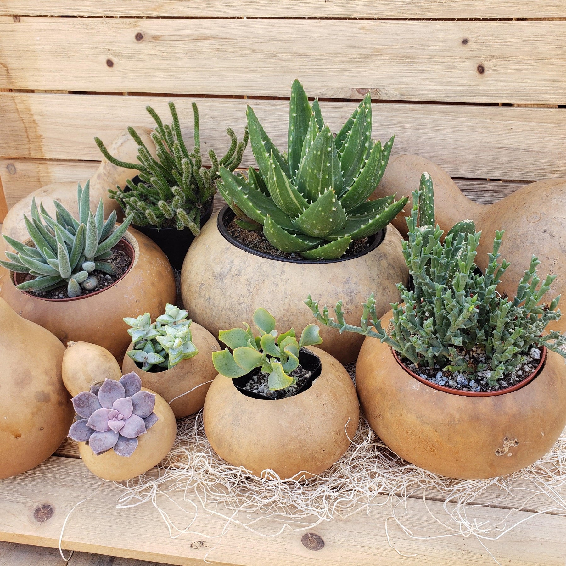 6 inch DIY Cactus Gourd Centerpiece arrangement – Planet Desert