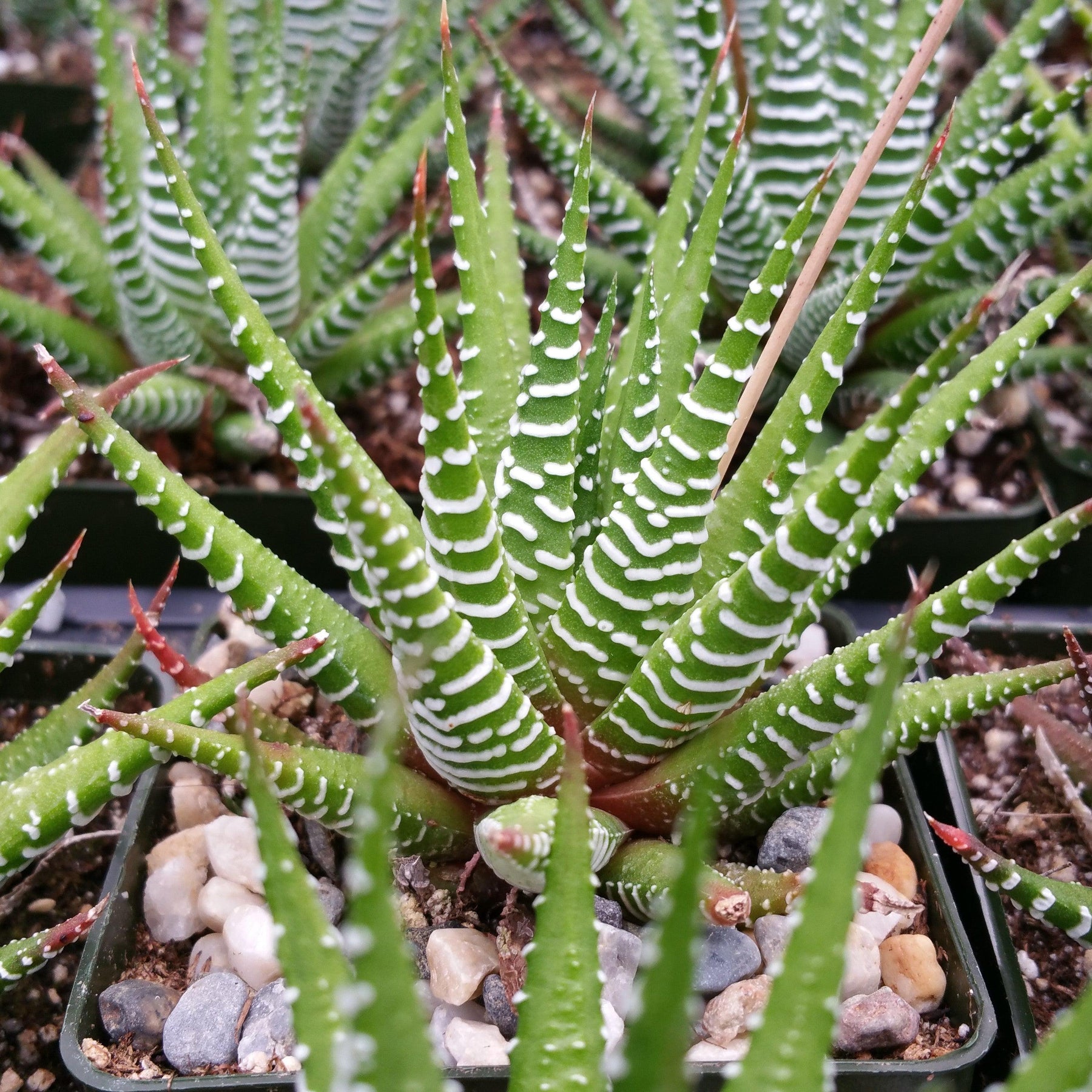 zebra haworthia