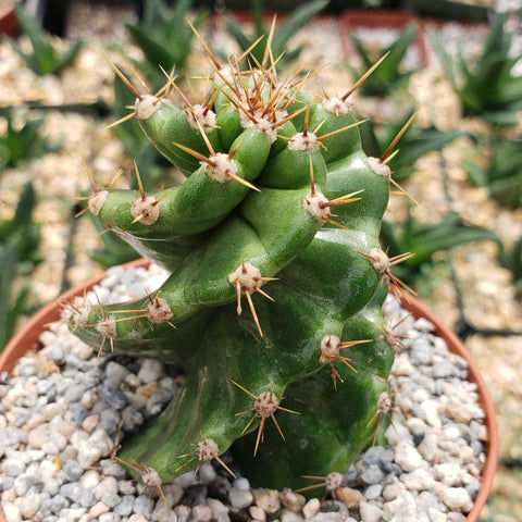 Succulent and Cactus Nursery, Wide Selection of Plants