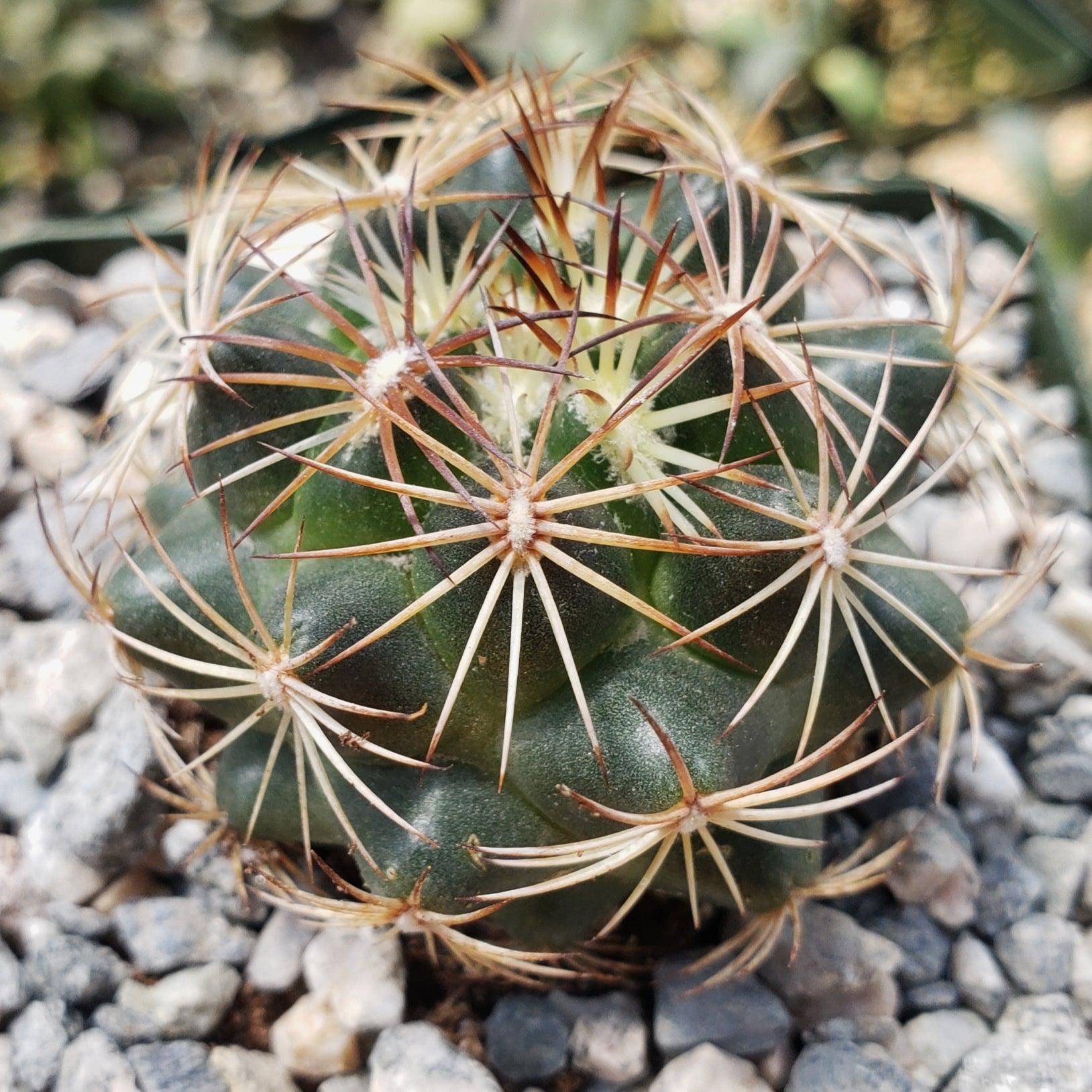 Must Have Coryphantha Compacta Pincushion Cactus Planet Desert 3272