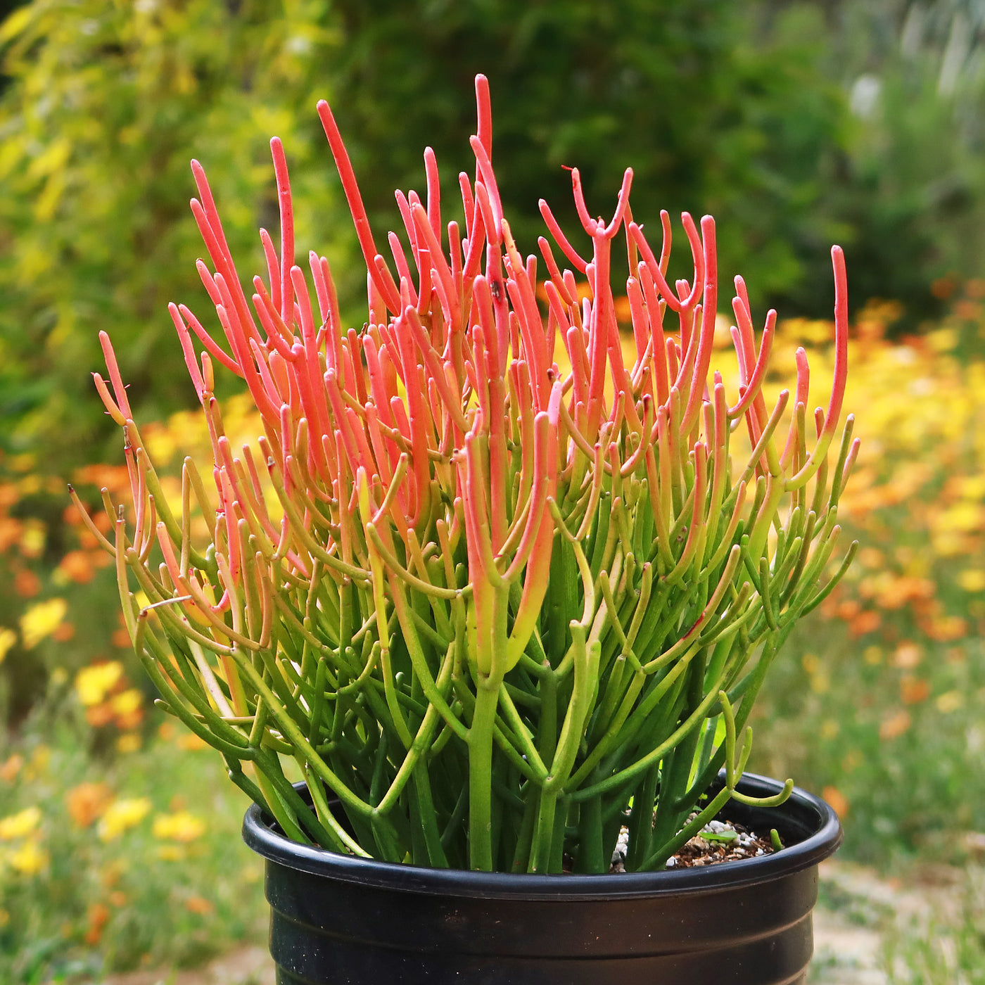 Buy EuphorƄia Tirucalli Succulent Plant | Pencil Cactus | Planet Desert