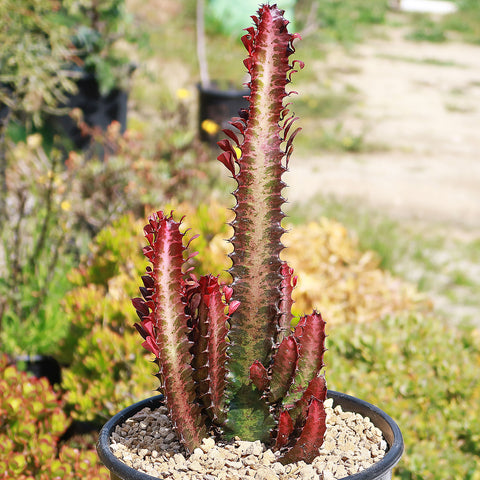 Sale 3 Page & Succulents Cactus – Desert Large for | Online Planet