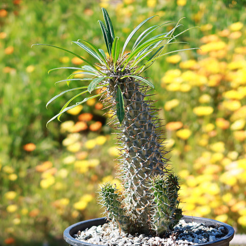 Desert – 3 for Sale | Succulents Online Large Planet & Page Cactus