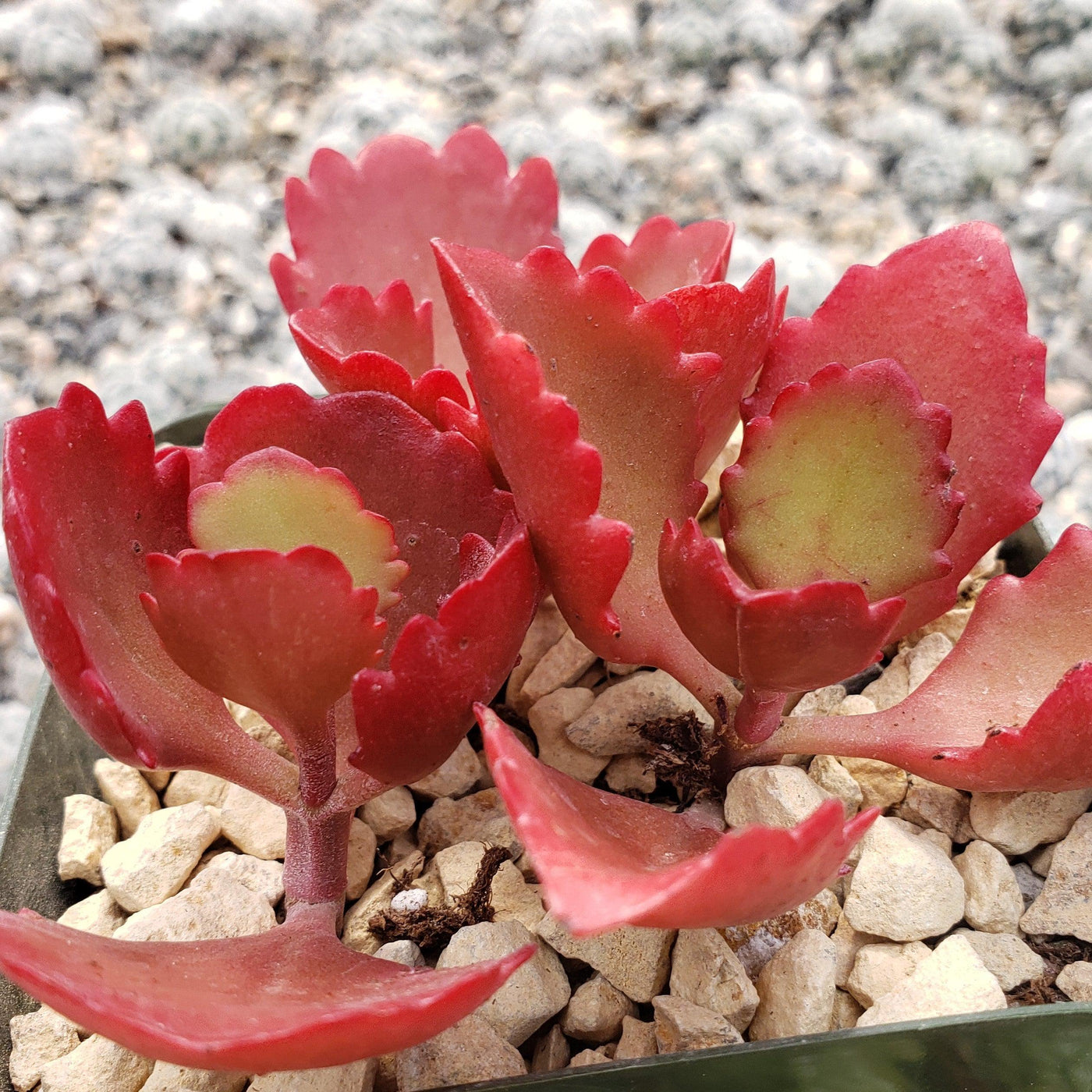 Must Have Kalanchoe Sexangularis Add To Cart Planet Desert 