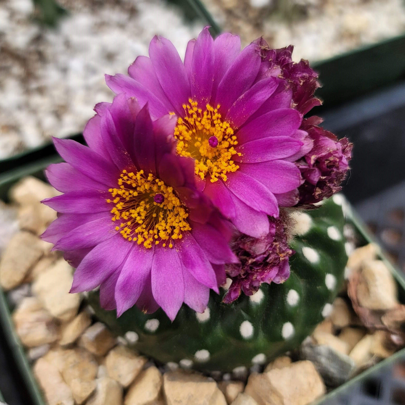 Buy Notocactus Uebelmannianus F Inermis Cactus Planet Desert