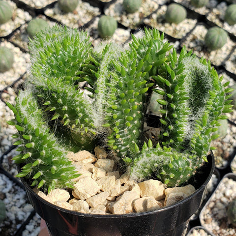 ECHEVERIA imbricata x cante 'Dusty Violet' – Rancho Tissue