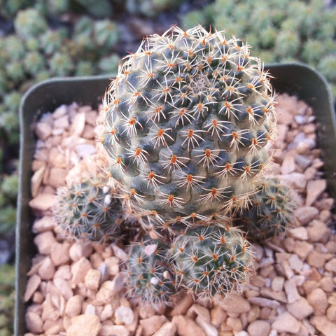 Best Cactus Plants, Premium Quality