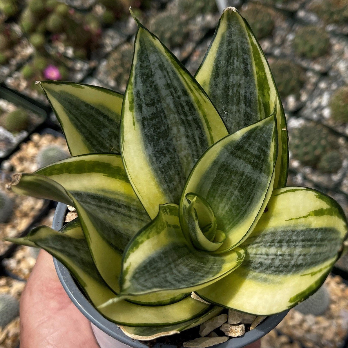 Sansevieria Bird Nest Mini Planet Desert 