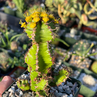 Easy-To-Grow Euphorbia Restricta | Shop Online | Planet Desert