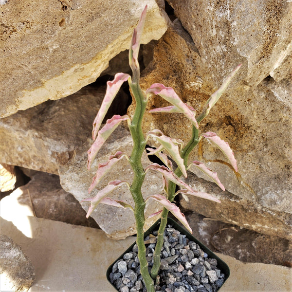 pedilanthus tithymaloides care