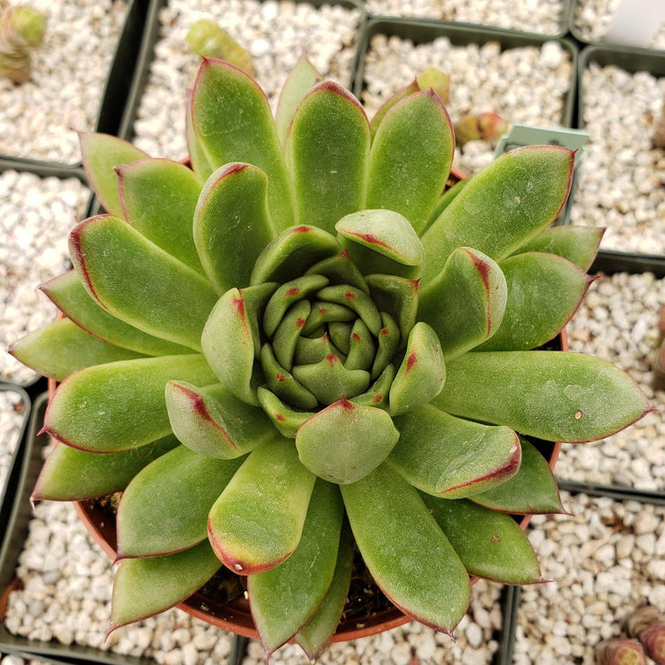 Echeveria Agavoides - Planet Desert