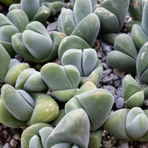 Euphorbia obesa basketball plant - Planet Desert