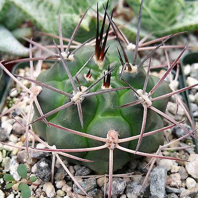 Unique and Rare Live Cactus  Plants  for Sale  Cacti  